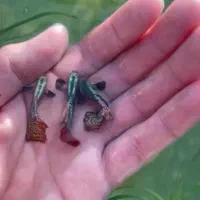 فروش ماهی گوپی تیراژ بالا و تعداد
