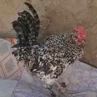 خروس