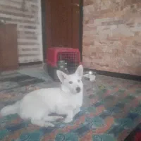 واگذاری توله سگ شیواوا آلمانی