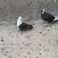 کبوتر