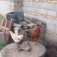 مرغ و خروس