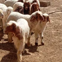 گوسفند وبره