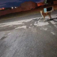 سگ گله