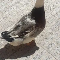 اردک