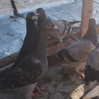 سلام کبوتر پلاکی