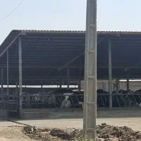 استخدام کارگر در گاوداری صنعتی