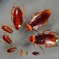 سمپاشی منازل ۱۰۰درصدتضمینی در همجابامهروفاکتور