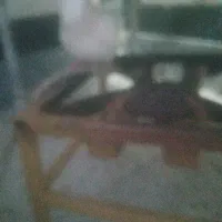 کبوتر طوقی زرد