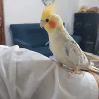 عروس هلندی نر و ماده