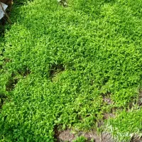 نهال گرجه
