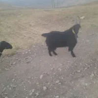 دو راس دوبر  همچی تمام به شرط