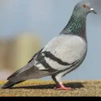 کفترچاهی