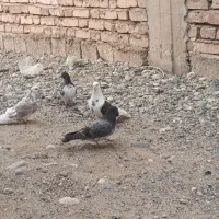 کفتر|پرنده|جیرفت, |دیوار