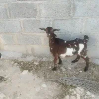 بزغاله و بره