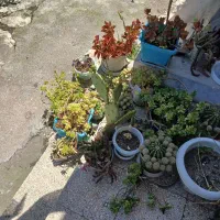 گلها داخل حیاط