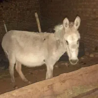 خرماده