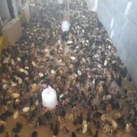 جوجه محلی گلپایگانی