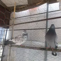کبوتر پرشی ۲۵۰