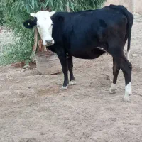 گاوسمیتال