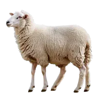 کله پاچه و دنبه بره موجوده روغن زرد درجه یک