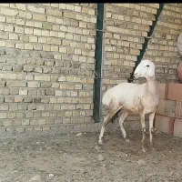بره ماده چینی اصیل