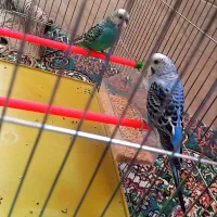 مرغ عشق همراه باقفس