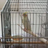 عروس هلندی نر مست خون جون قیمت مناسب