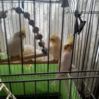 عروس هلندی جوان سرحال 2ماهه هم نر هم ماده موجودهست