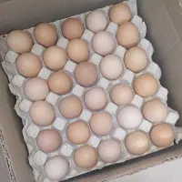 تخم مرغ نطفه دار روستایی