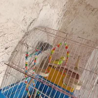 جفت مرغ عشق مولد