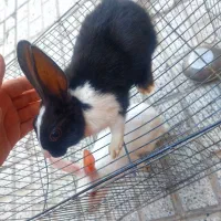 خرگوش|موش و خرگوش|نیشابور, رحمت آباد|دیوار