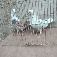 کبوتر|پرنده|گرمی, |دیوار
