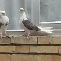 جفت جوجه ماده