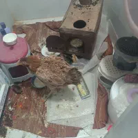 مرغ لاری وجوجه محلی پنج روزه