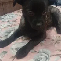 سگ بامزه|سگ|مشهد, مشکینی (شهرک غرب)|دیوار