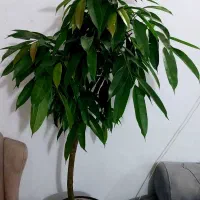 امستل گل وگیاه