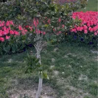 باغ هزاوه
