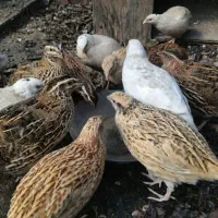 بلدرچین تخم گذار