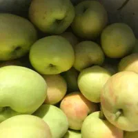 فروش سیب بهاره