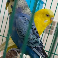 مرغ عشق نر آبی