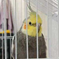 سه عدد عروس