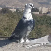 کفتر‌بلژیکی