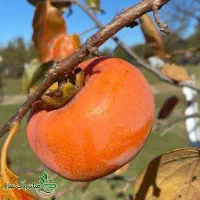 فروش انواع نهال پیوندی و اصلاح شده