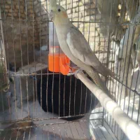 عروس هلندی آهویی