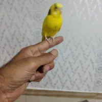 مرغ عشق