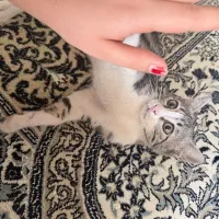 واگذارمیش