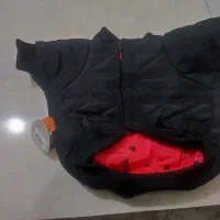 کاپشن سگ وگربه