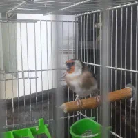 سهره نر دهن لر ردی. وسهره خاکی