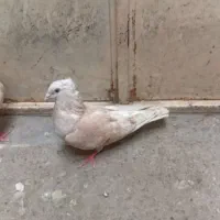 کفتر|پرنده|مشهد, رسالت|دیوار