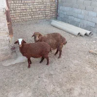 بره جهت قربانی
